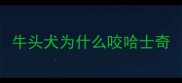 牛头犬为什么咬哈士奇