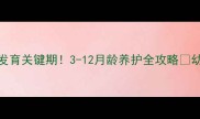 边牧髋关节发育关键期3-12月龄养护全攻略幼犬家长必看