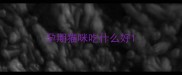 孕期猫咪吃什么好