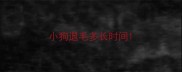 小狗退毛多长时间