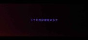 五个月的萨摩耶犬多大