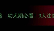 泰迪幼犬梳毛全攻略幼犬期必看3大注意事项新手家长必收藏