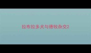 拉布拉多犬与德牧杂交