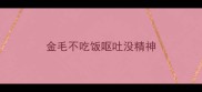 金毛不吃饭呕吐没精神