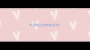 宁波转让拉布拉多犬