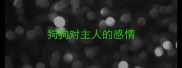 狗狗对主人的感情