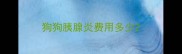 狗狗胰腺炎费用多少
