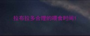 拉布拉多合理的喂食时间