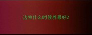 边牧什么时候养最好