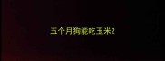 五个月狗能吃玉米