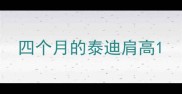 四个月的泰迪肩高