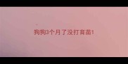 狗狗3个月了没打育苗