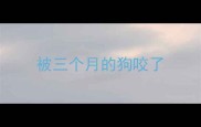 被三个月的狗咬了
