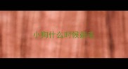 小狗什么时候剃毛