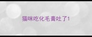 猫咪吃化毛膏吐了