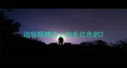 边牧眼睛边上的毛红色的