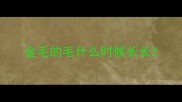 金毛的毛什么时候长长
