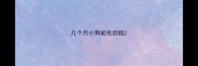 几个月小狗能吃奶糕