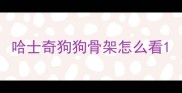 哈士奇狗狗骨架怎么看
