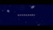 幼犬拉布拉多的照片