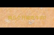 狗几个月能吃牛肉