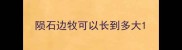 陨石边牧可以长到多大