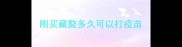 刚买藏獒多久可以打疫苗