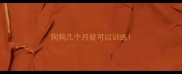 狗狗几个月就可以训练