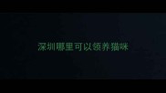 深圳哪里可以领养猫咪