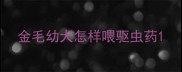 金毛幼犬怎样喂驱虫药