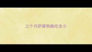 三个月萨摩狗粮吃多少