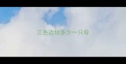 三色边牧多少一只母