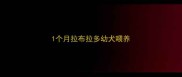 1个月拉布拉多幼犬喂养