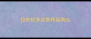 拉布拉多皮肤传染狗么