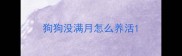 狗狗没满月怎么养活