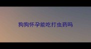 狗狗怀孕能吃打虫药吗