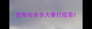 拉布拉多多大要打疫苗