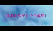 比利时兔子几个月成熟