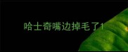 哈士奇嘴边掉毛了