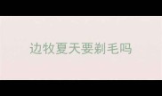 边牧夏天要剃毛吗