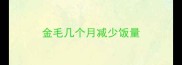 金毛几个月减少饭量