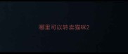 哪里可以转卖猫咪