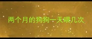 两个月的狗狗一天喂几次