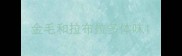 金毛和拉布拉多体味