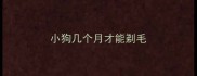 小狗几个月才能剃毛