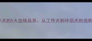 边境牧羊犬的5大血统品系从工作犬到伴侣犬的选购全指南