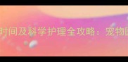 泰迪结扎最佳时间及科学护理全攻略宠物医生权威指南