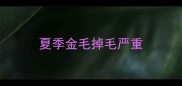 夏季金毛掉毛严重