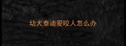 幼犬泰迪爱咬人怎么办