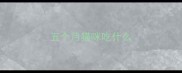 五个月猫咪吃什么